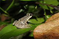 Adenomus Kelaartii
